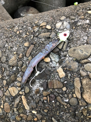 太刀魚…サイズがアップしないなぁ