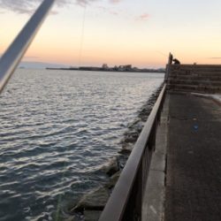 久しぶりのタチウオ