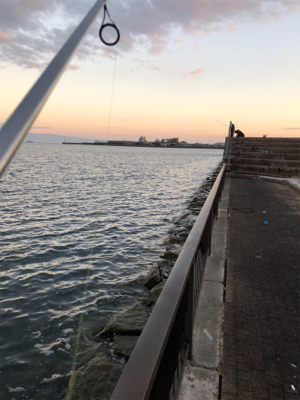 久しぶりのタチウオ