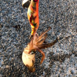 久しぶりのアオリイカ