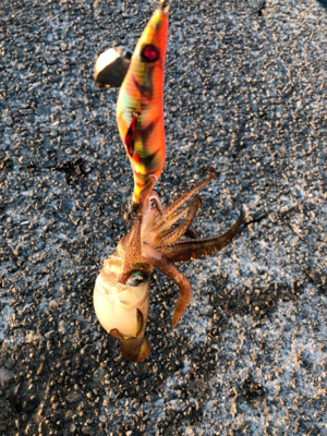 久しぶりのアオリイカ