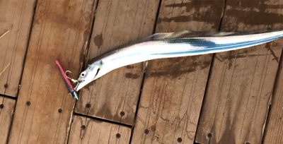 今年初タチウオ