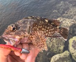 まさかのオオモンとかナブラとかとか