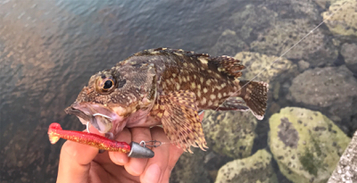 まさかのオオモンとかナブラとかとか