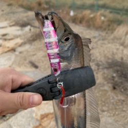 連日のタチウオ