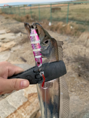 連日のタチウオ