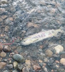 寒河江川鮭有効利用調査2日目