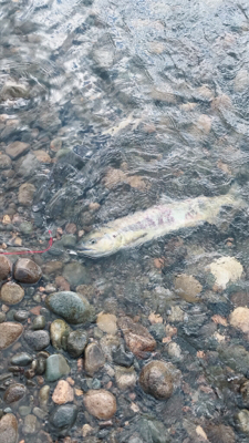 寒河江川鮭有効利用調査2日目