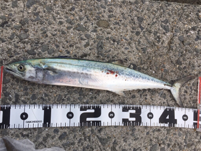 朝まずめ大遅刻からの二投目