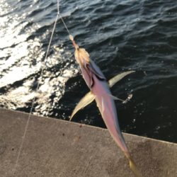 タチウオ、サビキ釣行