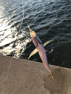 タチウオ、サビキ釣行