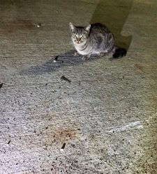 またまたドデカエソ