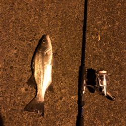 アジングでセイゴ