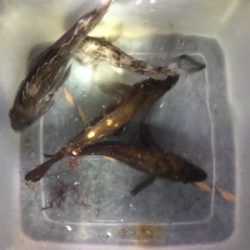 ナイトロックフィッシュ