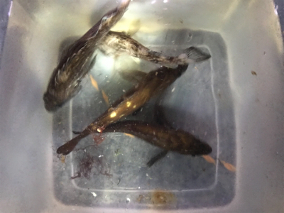 ナイトロックフィッシュ