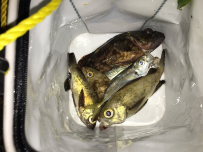 久しぶりのメバリング