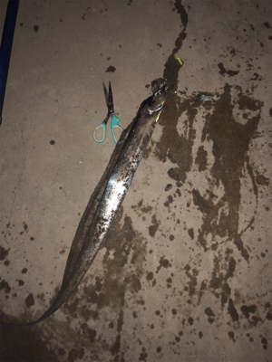 たまには1人で釣り