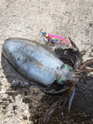 1投目のジンクス（泣）