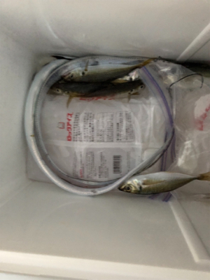 釣果が〜