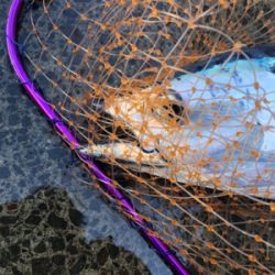 諦めムードからの本カツオ♪