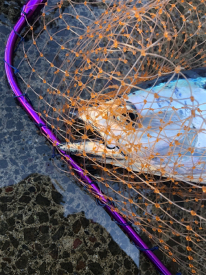 諦めムードからの本カツオ♪