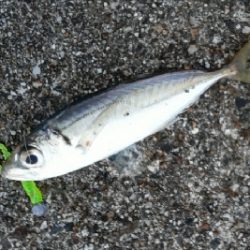 メバルが釣れました