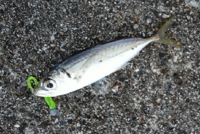 メバルが釣れました