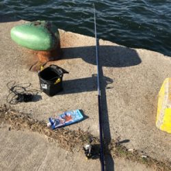 サビキでイワシ