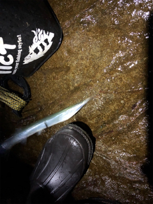 アジと脂ノリノリサヨリ♪