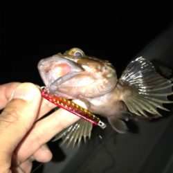 名港ボートでキジハタ！