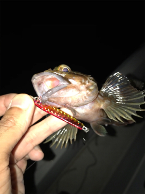 名港ボートでキジハタ！