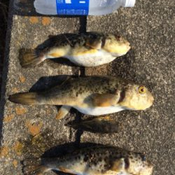 食欲旺盛なカレイ