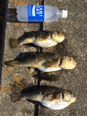 食欲旺盛なカレイ