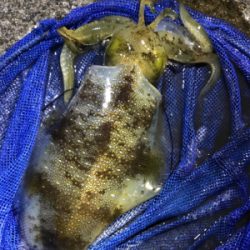 アオリ ウキ釣り