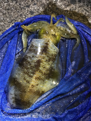 アオリ ウキ釣り