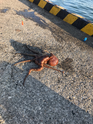 ちょい投げでタコとサビキでイワシ