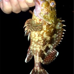 アジンガー1815〜1935