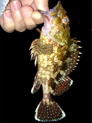 アジンガー1815〜1935