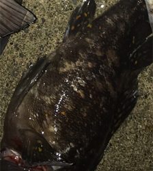 ロックフィッシュ！