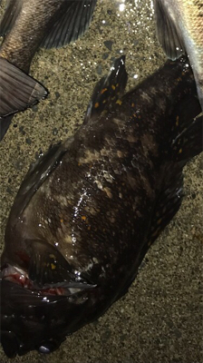 ロックフィッシュ！