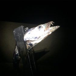 相生漁港で太刀魚テンヤ