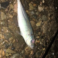 早朝ライトゲーム