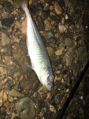 早朝ライトゲーム