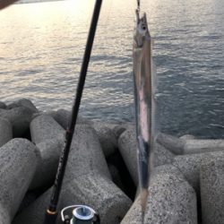 人工島でタチウオ