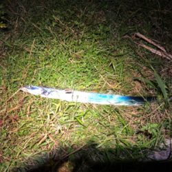 平日シーサイドコスモ