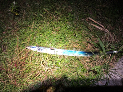 平日シーサイドコスモ