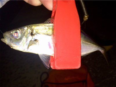 アジンガー1715〜1745 2002〜2…