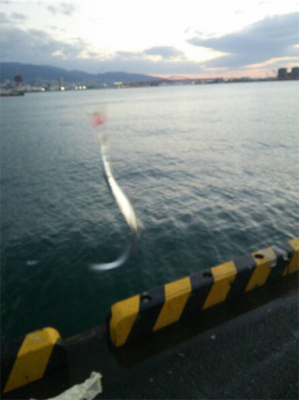 太刀魚オンリー