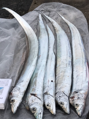 DAYノマセタチウオ