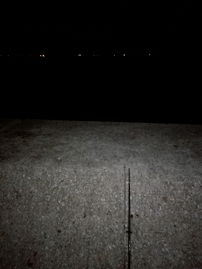 今期ケーソン初タチウオ